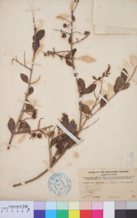 Specimen thumbnail